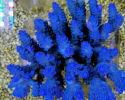 Acropora Tenuis Blueisch (B Grade) Xl