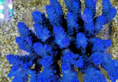 Acropora Tenuis Blueisch (B Grade) Xl