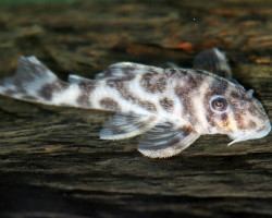 L174 Hypancistrus Sp. S