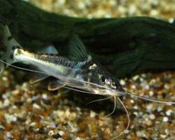 Pimelodus Pictus Angelicus  S