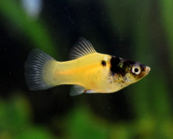 Platy  Gold Marble S/M