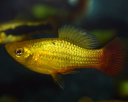 Xiph. Variatus Mix M