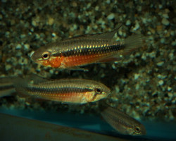 Apistogramma Elizabethae Red Femmina M