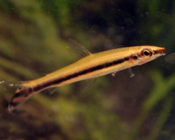 Poecilobrycon/Nannobrycon Unifasciatus L