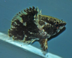 Polycentropsis Abbreviata L