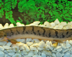 Polypterus Weeksii M