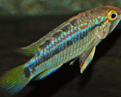 Apistogramma Ortegai Nanay L