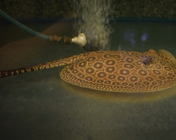 Potamotrygon Jabuti S/M