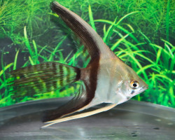 P. Scalare Bicolor Longfin Show