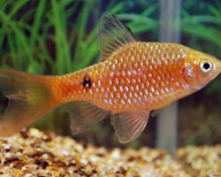 Puntius Conchonius Longfin M/L