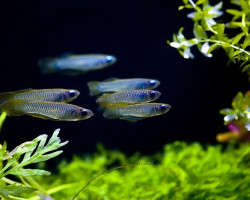 Aplocheilichthys Normani Xl