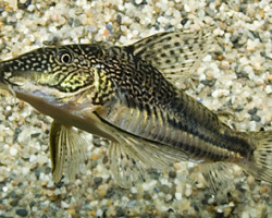 Scleromystax Barbatus  L