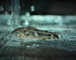 Aspidoras Raimundi M