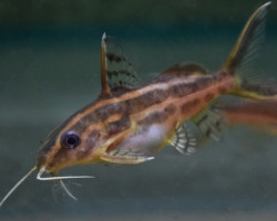 Synodontis Flavitaeniatus L
