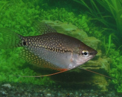 Trichopodus Leerii L