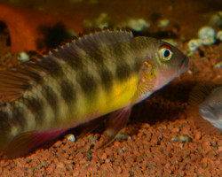 Wallaceochromis Humilis M
