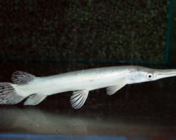 Atractosteus Spatula Platinum M