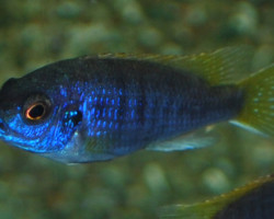 Pseudotropheus Sp. Acei S