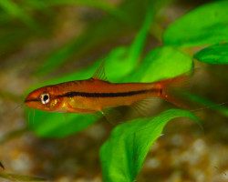 Petruichthys Sp. Rosy M