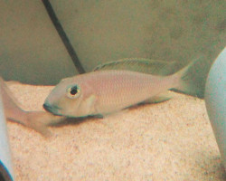 Xenotilapia Sima Isanga S/M