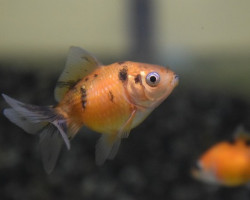 Car. Aur. Pearlscale Calico 3/5