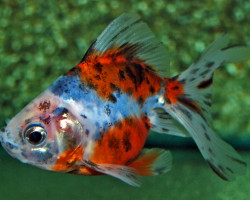 Car. Aur. Ryukin Calico 7/8