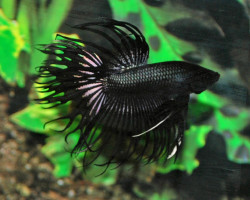Betta Splendens Crowntail Black Maschio Xl
