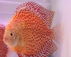 Discus Snow Leopard M