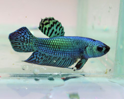 Betta Sp. Plakat Alien Green Maschio L