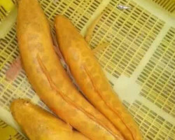 Ophiocephalus Argus Albino S/M