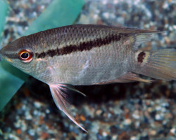 Mesonauta Egregius M