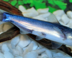 Cetopsis Coecutiens M