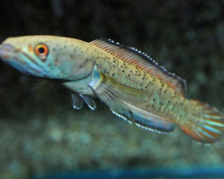 Channa Sp. Blue Moon Galaxy L