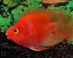 Cichlidae Sp. Parrot Red M/L