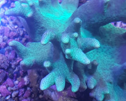 Sinularia Spp. (Yellow/Green) S