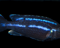 Melanochromis Sp. Loriae 4