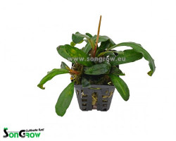 Bucephalandra Badanka