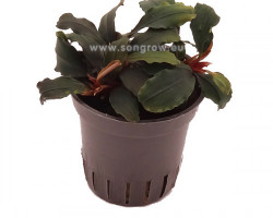 Buchephalandra Sp 'Blue Green'