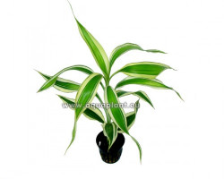 Dracaena Sanderiana White/Green