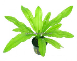 Echinodorus Martii/Major