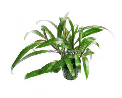 Eriocaulon Species (Looks Like Hygrophila)