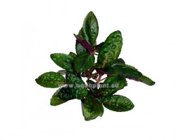 Hemigraphis Colorata (Large Leaves)