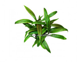 Hygrophila Red-Green