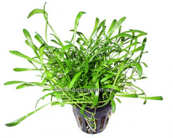 Lilaeopsis Carolinensis