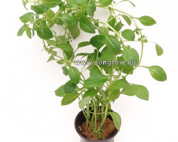 Ludwigia Palustis Green