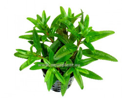 Proserpinaca Palustris