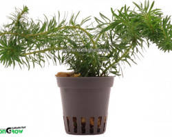 Rotala Sp. 'Vietnam'