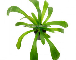 Sagittaria Platyphylla