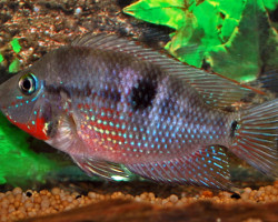 Cichl./Thor. Meeki "Rio Candelaria" M