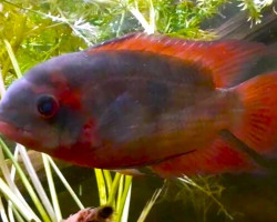 Hypselecara Temporalis Oyapock F1 S